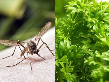 'No proof of papaya leaf, goat milk enhancing platelet count in dengue patients'