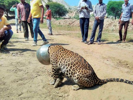 Video: Leopard's head trapped inside a metal pot in Rajasthan