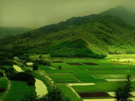 Now, derive electricity from photosynthesis