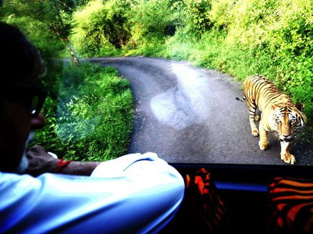 In Pics: When Amitabh Bachchan was chased by a Tiger for four kms