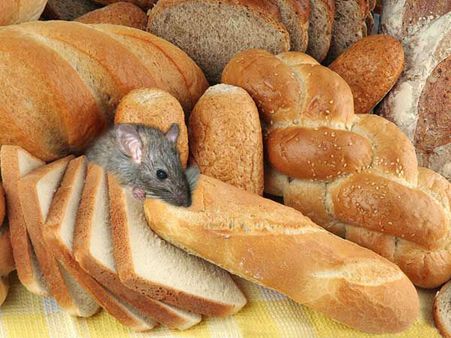 AIIMS: Live rat found inside bread packet, manufacturers banned for 3 years