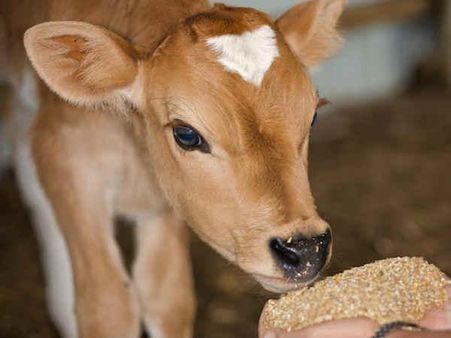 Muslim man offers roti to cows for 15 years in Jaisalmer