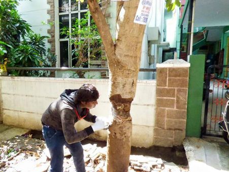 Bengaluru: Tree poisoned to avoid architectural error