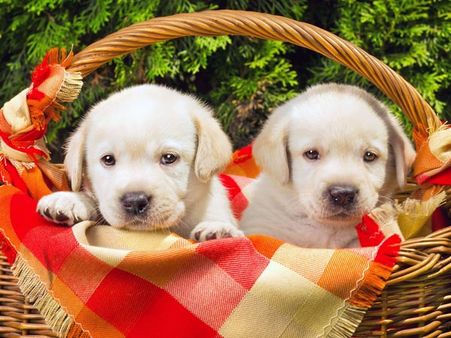 Diwali may be fun for you, not pets