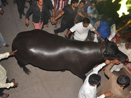 In Pics: 'Yuvraj', the bull worth Rs 7 crore participates in Sadar Festival in Hyderabad