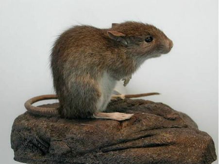 Why mice have longer sperm than elephants