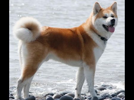 Dogs have a conscience too: Study