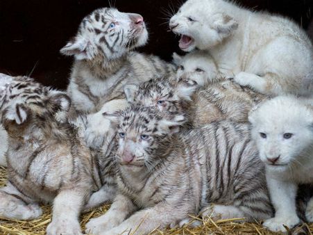 Chennai: Jayalalitha names 4 white tiger cubs