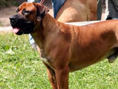 US firefighter arrested for killing pet puppy