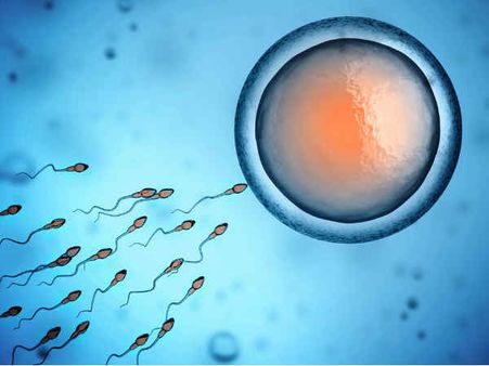 New 'spermbots' to boost fertility treatments