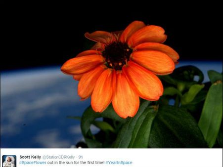 Zinnia: The first flower ever grown in space