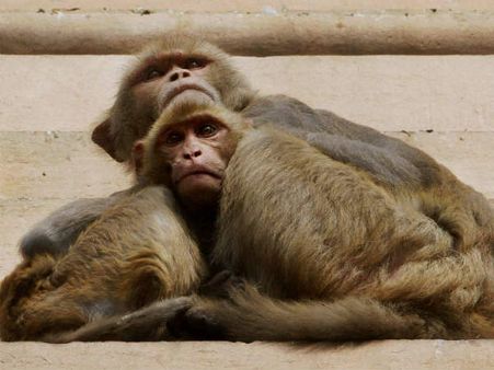 What is Monkey Fever or Kyasanur Forest Disease?: Explained