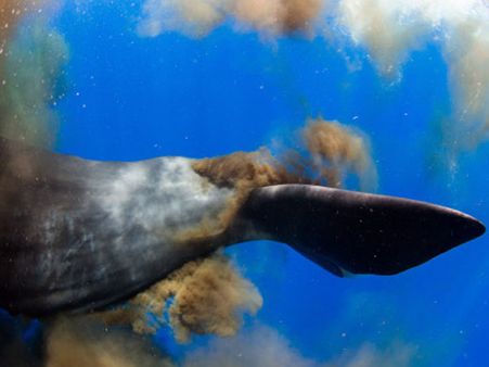 4 sperm whales wash up on British beaches