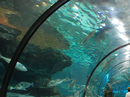 Man-made underwater sound may affect marine ecosystem