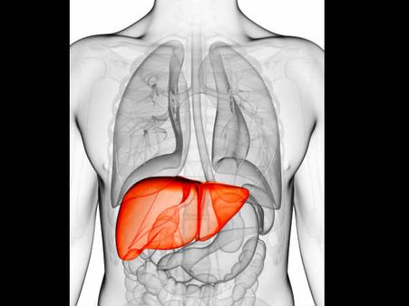 Lifelike liver tissue 3D printed in lab