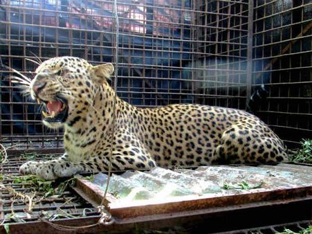 Leopardess, two cubs trapped inside cage says officials in Maharshtra