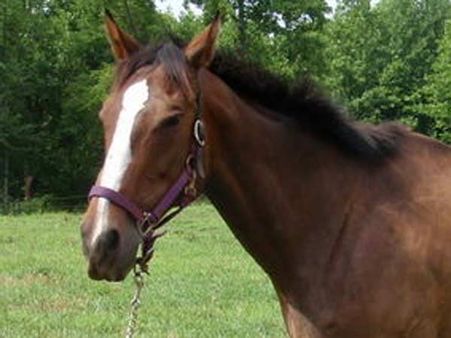 Horses can read human emotions: Study