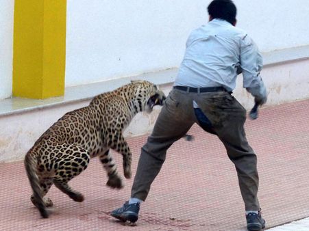 Bengaluru: Captured leopard escapes from Bannerghatta National Park