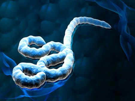 New Ebola-fighting antibodies from outbreak survivor identified