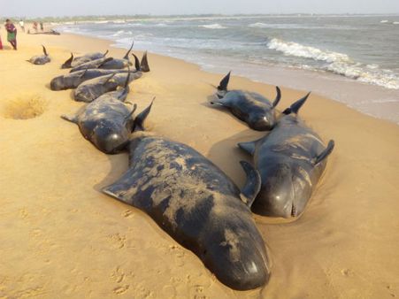 Need for study on unusual death of whales: Scientists
