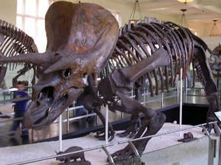 New species of long-necked dinosaur discovered in Australia