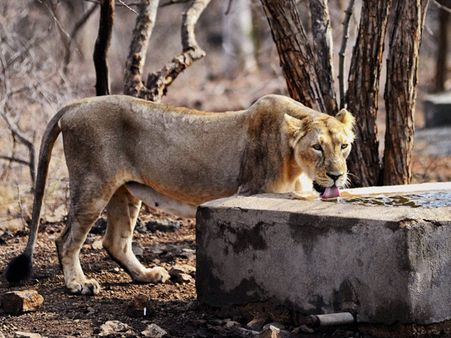 Lioness spotted on bridge, traffic halts at Gujarat