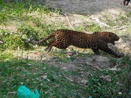 Leopard rescued from well