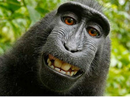 Naruto monkey files appeal to claim selfie