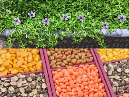 More Steps to Contain the Prices of Pulses