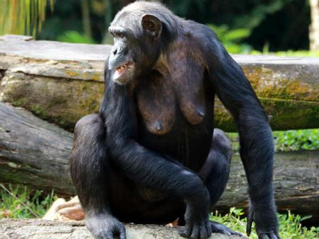 Chimps shop like humans do