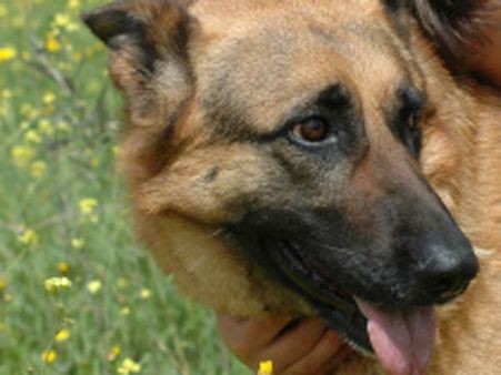 World's 'oldest dog' aged 30 dies in Australia