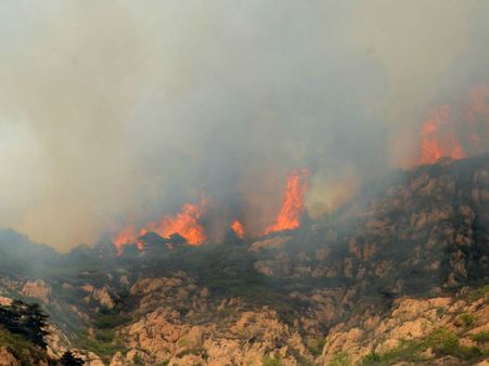 Fire breaks out in forested area behind Rajghat