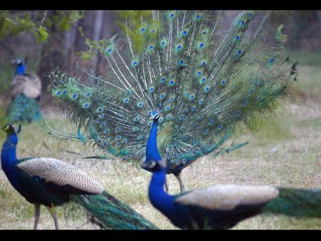 Male peacocks shake feathers to attract females