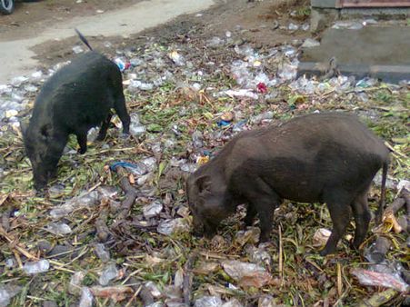 3,316 pigs die of PRRS in Mizoram since April