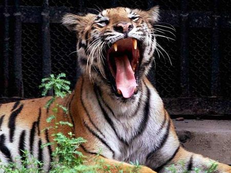 Bangladesh minister lauds Modi for tripling tiger project budget