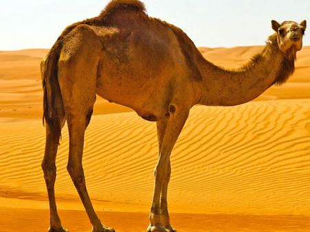 Rajasthan: Kept in the sun for long, angry camel kills owner