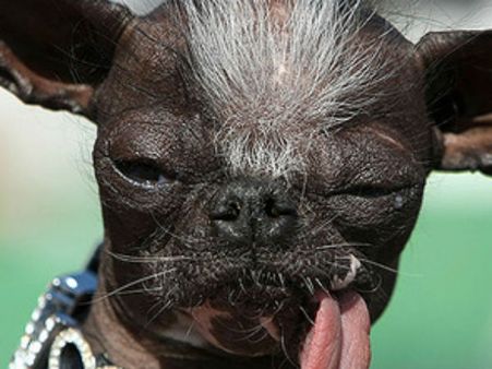 'World's Ugliest Dog' wins Hero award in UK
