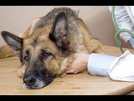 Rare human lung disease found in dogs