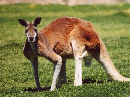 Australia is preparing to kill over 1900 Kangaroos, here's why