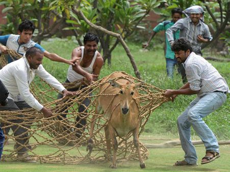 'Terrified' Nilgai rescued near Parliament, no tranquiliser used
