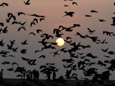 Number of bird species in the world soars to 18,000