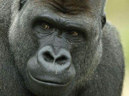 20 years ago, a gorilla had reached a boy to safety after it fell inside cage