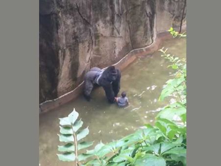 Gorilla attack: Why there was no other option but to kill Harambe