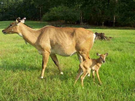 SC to hear plea against declaring Nilgai, monkeys as vermins