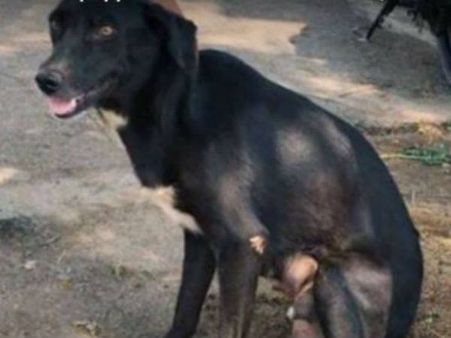 Bengaluru: Ammu, mother of 8 puppies that were murdered, dies from trauma