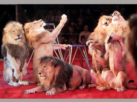 Dublin city authorities ban use of animals in circuses