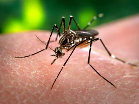 50 dengue cases in Delhi, 22 reported in July