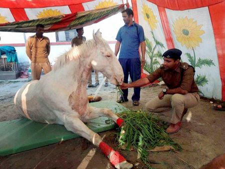Decision to install Shaktiman's statue final: Harish Rawat