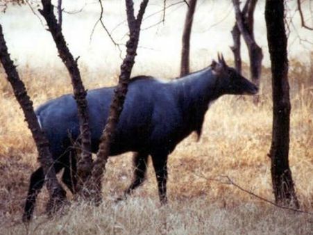 Nilgai, monkey, wild pig declared vermin on request of states: Govt