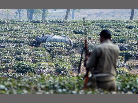 Rhino killings in Assam: Forest staff battle outdated arms, irregular salaries